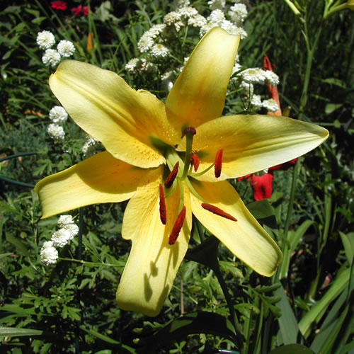 Lilium American Way